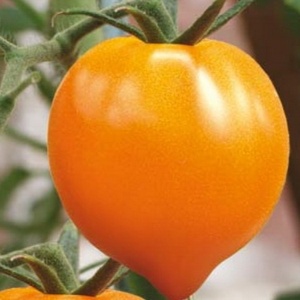 Rosii Inima de Aur (0,2 g) seminte tomate nedeterminate Inima galben-portocalie, gust aromat intens, textura fina, Opal - Img 3