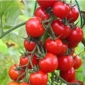Rosii Moncherry F1 (0,5 g) seminte tomate cherry hibrid nedeterminat, gust deosebit, rezistente la crapare, Prima Sementi - Img 4