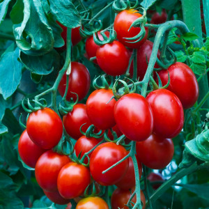 Rosii Viorica (0,5 g), seminte soi tarziu determinat, tomate romanesti, Mefim Agro