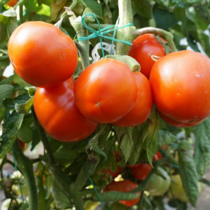 Rosii Zaraza (1000 sem), seminte soi determinat romanesc, tomate mari, gust foarte bun, Patru Agro - Img 2