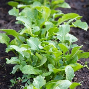 Rucola de gradina - Rokietta Siewna (0.5 g) seminte Eruca sativa cu frunze aromate, crestere rapida, Legutko
