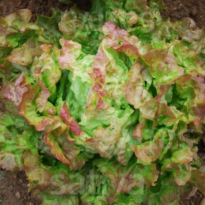 Salata Amerikai Barna (3 g) seminte salata soi traditional cu frunze ondulate colorate, mari, foarte fragede, Kertimag - Img 2