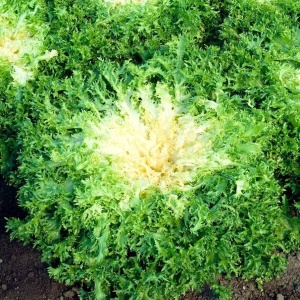 Salata Endivia (3 g) seminte salata andiva crocanta, gust specific deosebit, Kertimag