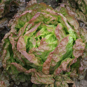 Salata Four Seasons Wonder (1 g), seminte soi salata 4 anotimpuri, rezistenta, frunze verzi-roscate, Agrosem