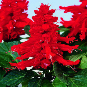Salvia splendens (0,2 g) seminte salvie decorativa, flori rosii forma spic, Opal
