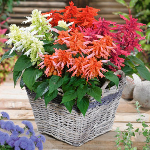 Salvia splendens mix (0,05 g), seminte salvie decorativa, flori diverse culori, forma spic, Agrosem - Img 2