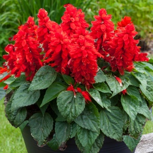 Salvia splendens rosie (0,5 g), seminte salvie decorativa, flori rosii sub forma spic, Kertimag