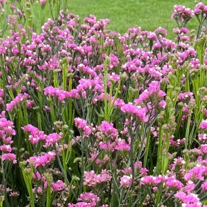 Saraturica roz (100 seminte) Limonium sinuatum rezistenta la seceta, flori roz pentru uscare, Kertimag - Img 2