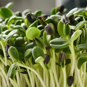 Seminte pentru germeni de Floarea Soarelui (30 g) germeni pentru microplante bogate in proteine si grasimi sanatoase, Kertimag