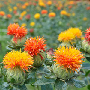 Sofranel (2 g), seminte planta medicinala si aromatica anuala Carthamus tinctorius, pentru colorarea alimentelor, Kertimag