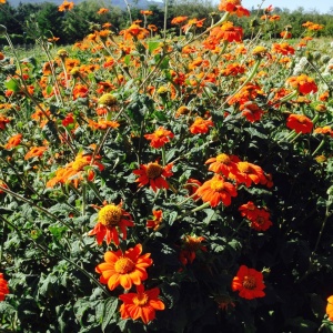 Titonia (1 g) seminte Tithonia rotundifolia, Floarea Soarelui Mexicana cu flori portocaliu intens, Kertimag - Img 3