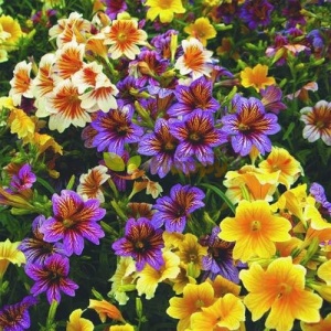 Trompetuta mix (0,5 g) seminte Salpiglossis sinuata, flori forma palnie, culori stralucitoare, Kertimag