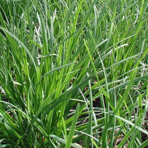 Usturoi de frunze - Garlic Chives (2 g) seminte planta aromatica usturoi de tuns, Opal - Img 2