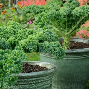 Varza kale Dwarf Green Curled (1 g) seminte varza kale soi pitic, compact, frunze crete verzi, Legutko - Img 2