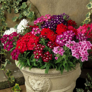 Verbena hybrida amestec de culori (0,5 g), seminte verbina pitica, flori mari, Kertimag - Img 3