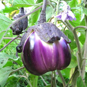 Vinete Violetta di Firenze (1 g), seminte soi italian mediu-timpuriu, fructe rotunde, cărnoase, semințe puține, Agrosem