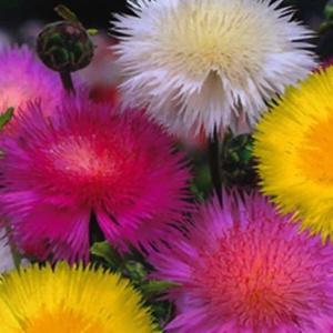Vinetica Parfumata mix - Chaber Cesarski (1 g) seminte Centaurea imperialis, flori pufoase parfum delicat, Legutko