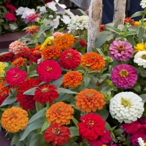 Zinnia - Carciumarese Elegans mix (0,7 g) seminte Zinnia elegans Lilliput, flori culori aprinse, Opal - Img 2