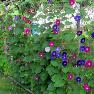 Zorele cataratoare mix (1g), seminte planta ornamentala Ipomoea urcatoare, flori mari diverse culori, Opal - Img 2