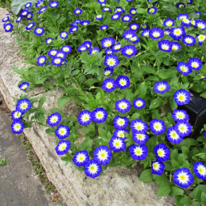 Zorele pitice albastre (1 g), seminte planta anuala Convolvulus tricolor, flori albastru intens, Agrosem - Img 2