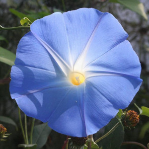 Zorele urcatoare albastru deschis (2 g), seminte planta ornamentală Ipomoea tricolor cataratoare, Kertimag - Img 2