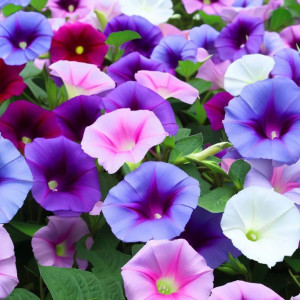 Zorele urcatoare amestec de culori (2 g), seminte planta ornamentala Ipomoea purpurea cataratoare, Kertimag - Img 1