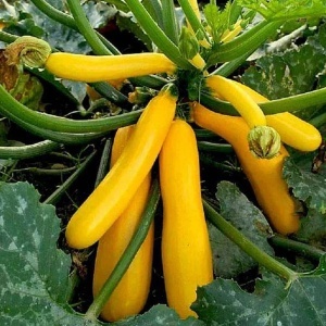 Zucchini Goldena (3 g) seminte dovlecei galben-aurii foarte productivi, pulpa cremoasa, gust delicat, Kertimag - Img 2