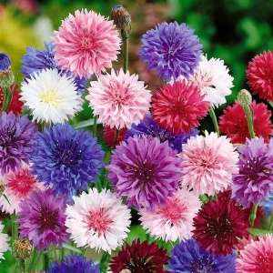 Albastrele mix - Chaber Blawatek (1 g) seminte Centaurea cyanus mix de culori, Legutko - Img 2