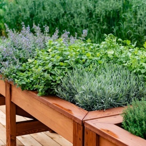 Amestec Plante Aromatice pe banda (2 x 2 m) seminte amestec de plante aromatice anuale si perene, Kertimag - Img 3