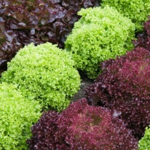 Amestec Salata de frunze pe banda (3 x 1,33 m) seminte salate diverse culori si texturi, Lollo Rossa, Lollo Bionda, Salad Bowl, Kertimag