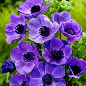 Anemone de Caen Mr. Fokker (10 bulbi) bulbi anemone cu flori mari, albastru-violet intens, Kertimag - Img 4