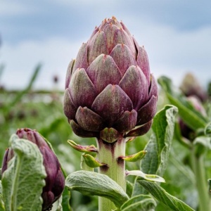 Anghinare Violetto di Romagna (1 g) seminte anghinare violet, soi italian fraged, aroma fina, Kertimag