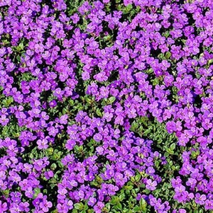 Arabis (0,4 g) seminte Arabis alpina flori albe si roz-violet parfumate, Opal - Img 2