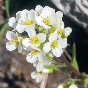 Arabis alba - Gesiowka alpejska (0,3 g) seminte Arabis alpina perena acoperitoare de sol, flori mici alb pur, Legutko - Img 2