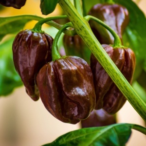 Ardei iute Habanero ciocolatiu (20 seminte) ardei extrem de iute, aroma deosebita, fructata, Kertimag - Img 3