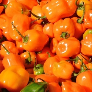 Ardei iute Habanero portocaliu (20 seminte) ardei extrem de iute, aroma deosebita, fructata, Kertimag