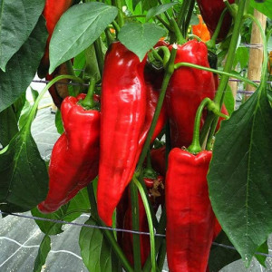 Ardei lung Dulce Italiano (0,4 g), seminte ardei capia soi semitimpuriu productiv, pulpa groasa, gust dulce, Agrosem