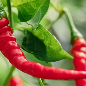 Ardei pentru boia Tuzes Piros - Red Cayenne (0,5 g) seminte ardei iute rosu intens, gust foarte iute, renumit pentru boia si fulgi de chili, Kertimag - Img 2
