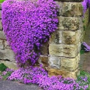 Aubrieta violet (0,25 g), seminte planta decorativa perena, tufe bogate, flori abundente, Kertimag - Img 3