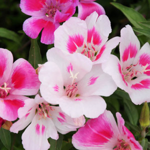 Azalee-Godetia mix (0,2 g), seminte plante decorative Godetia grandiflora, flori spectaculoase, multicolore, Agrosem - Img 2