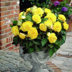 Begonie Double Yellow (3 bulbi), bulbi begonii flori batute, galbene, Agrosem - Img 4