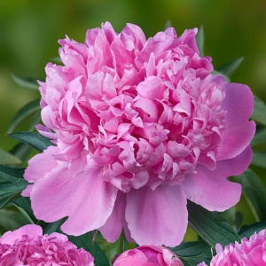Bujori Pink (1 bulb) bulbi bujori chinezesti flori parfumate mari, batute, culoare roz delicat, Kertimag - Img 7