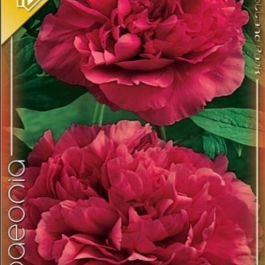 Bujori Red (1 bulb) bulbi bujori chinezesti flori parfumate mari, batute, culoare rosie, Kertimag - Img 2