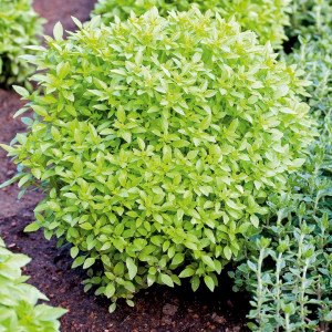 Busuioc mini (1 g) seminte planta anuala aromatica busuioc verde pitic, Opal