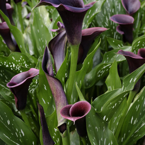 Cala Cantor (1 bulb), bulbi Zantedeschia, cala deosebita, culoare neagra, Agrosem - Img 4