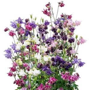 Caldaruse salbatice mix - Orlik pospolity (0,3 g) seminte Aquilegia vulgaris flore plena, flori delicate, Legutko