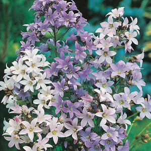 Campanula mix (0,5 g) seminte Clopotei Campanula carpatica, flori culori pastel, Opal