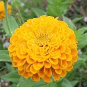 Carciumarese galbene (2 g) seminte Zinnia elegans, flori mari, batute, galben intens, Kertimag