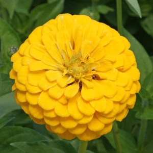 Carciumarese galbene Canary Bird - Cynia Wytworna Daliowa (1 g) seminte Zinnia elegans cu flori mari galben-canar, Legutko