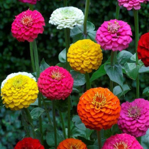 Carciumarese mari mix (0,5 g), seminte plante ornamentale Zinnia elegans, carciumarese flori mari batute, multe culori, Agrosem